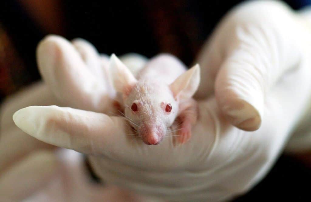 Biały szczur w laboratorium