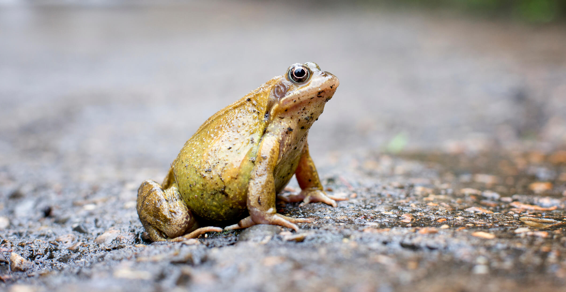 The frog-eating method, a new approach to motivation